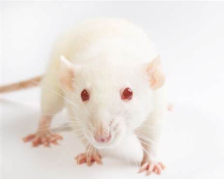 mouse