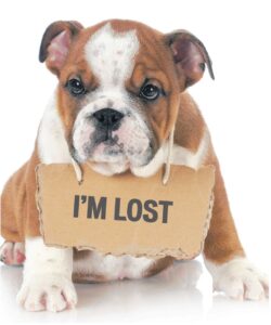 Pet microchips: the secret weapon for lost and found pets